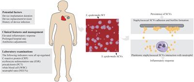 Unravelling staphylococcal small-colony variants in cardiac implantable electronic device infections: clinical characteristics, management, and genomic insights